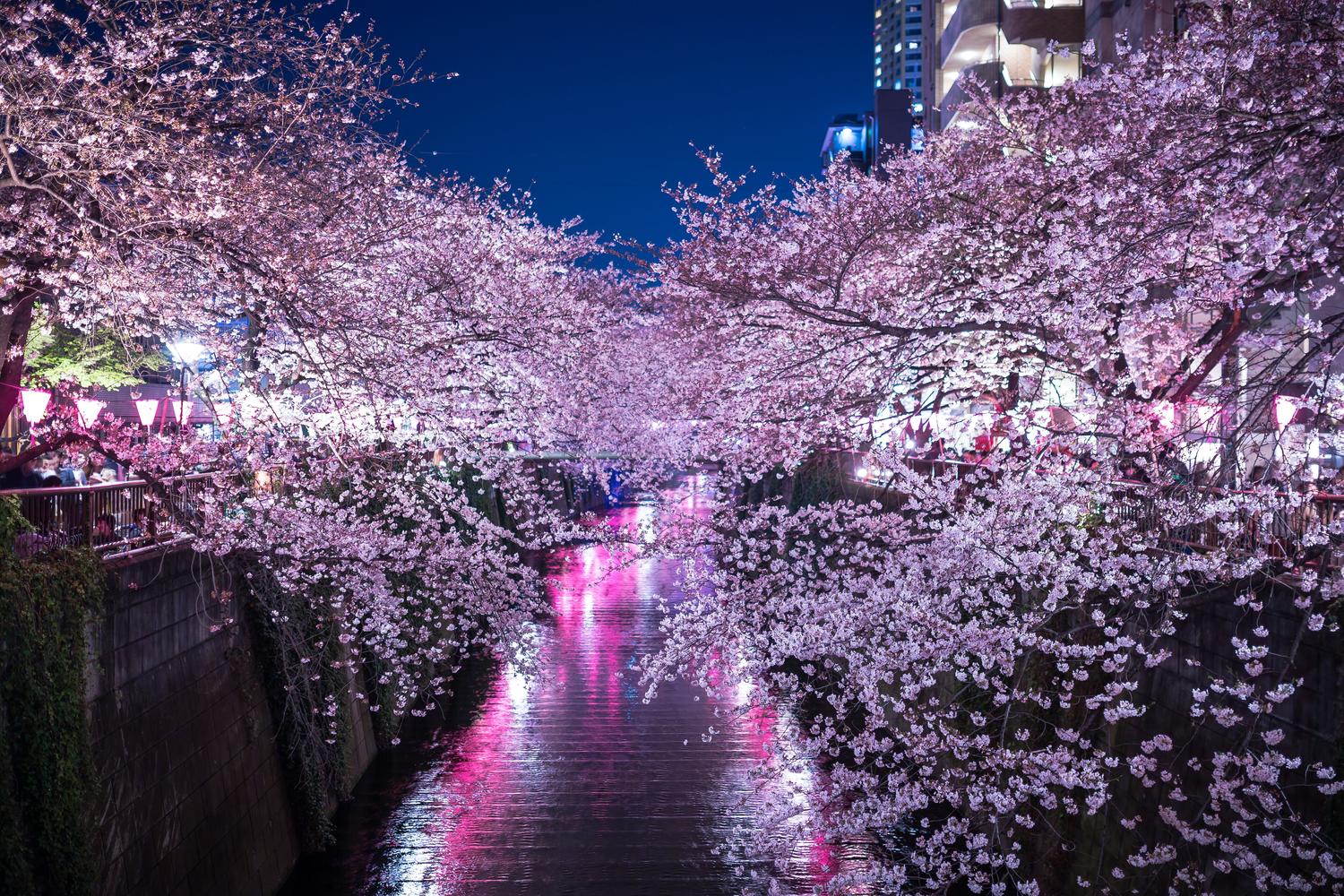 栃木県 宇都宮の夜桜 フラリ散歩 16年4月10日 日 募集中